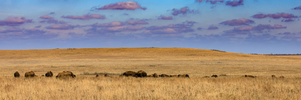 Bison on Tallgrass Prairie
