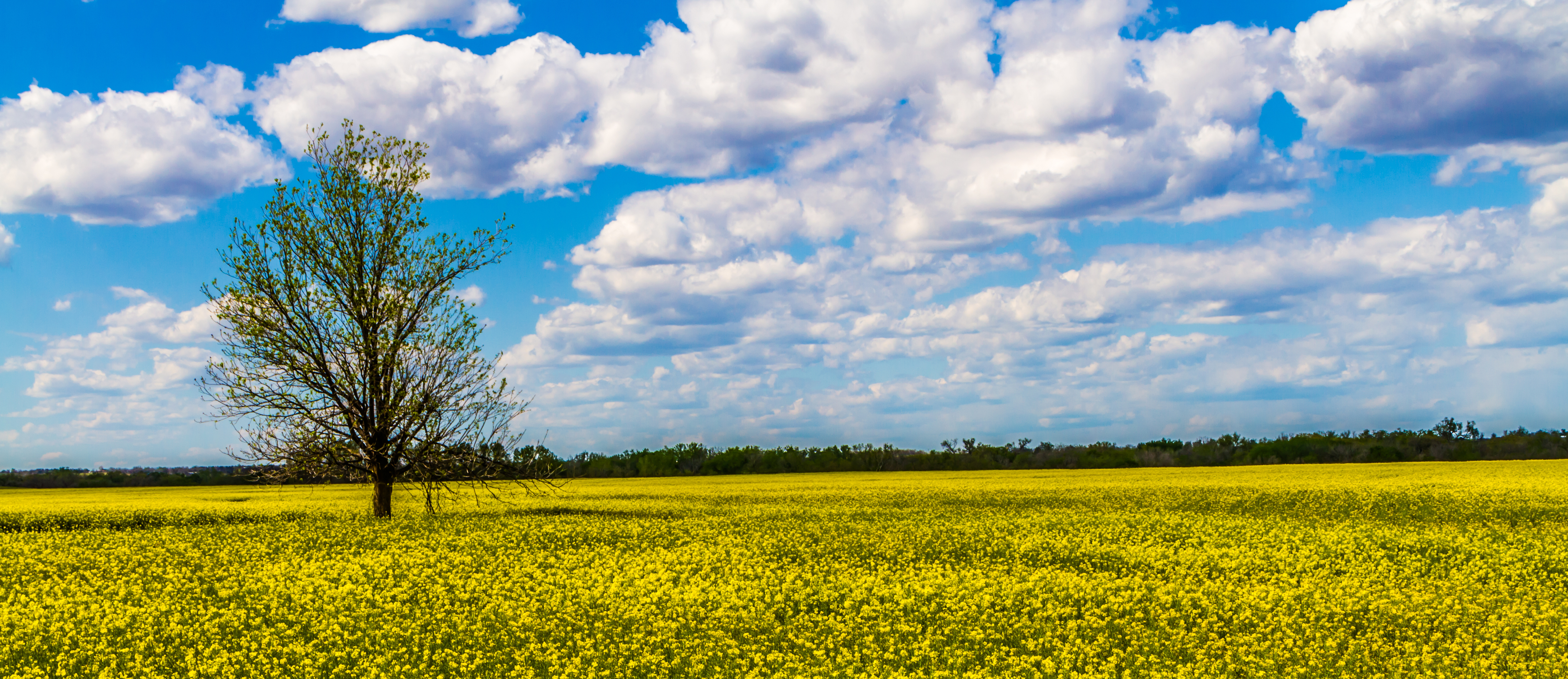 Canola Field