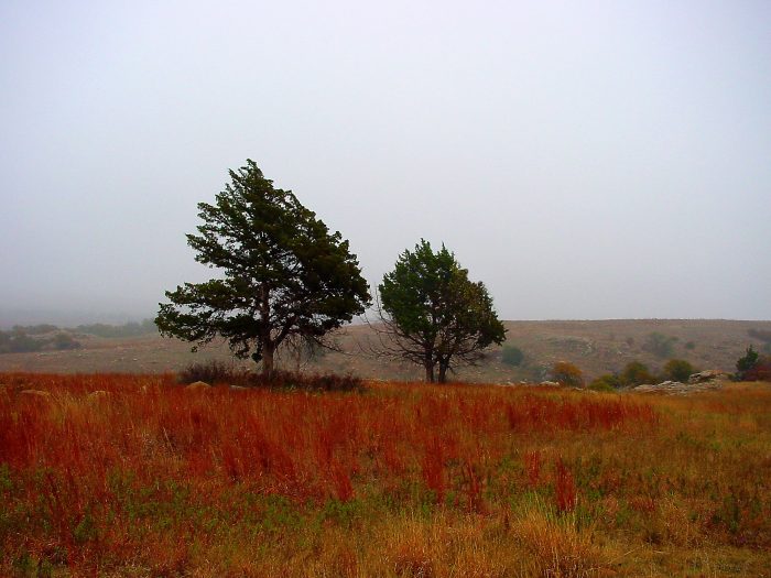 Cedars in field