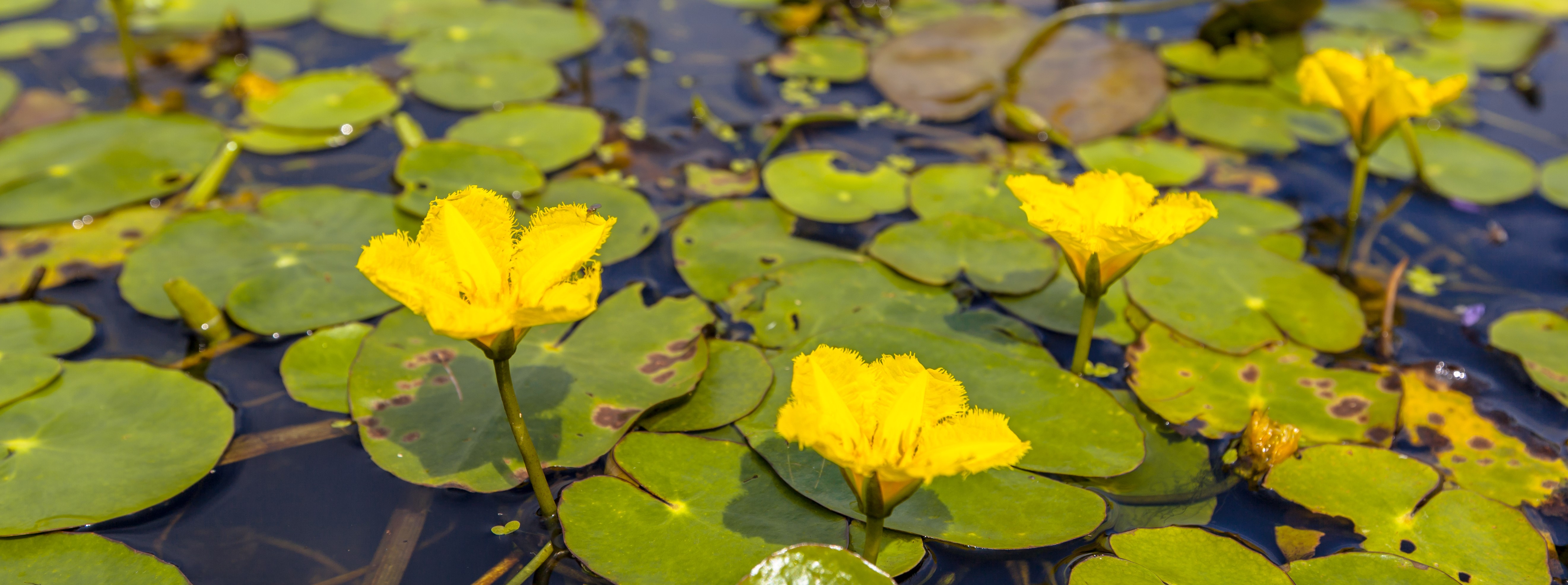 Yellow Floating Hearts - Oklahoma Department of Environmental Quality